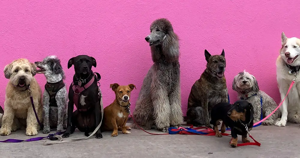 dog breeds and stray dogs
