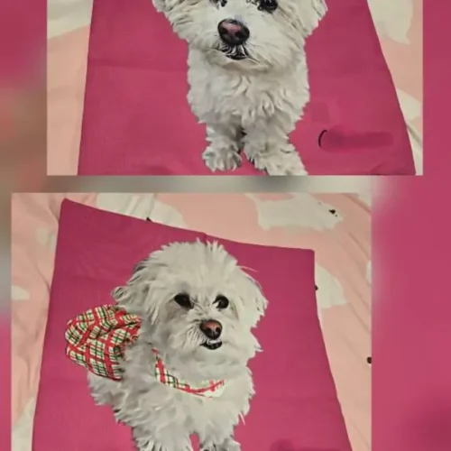 Custom Dog Pillow Case - Personalized photo review