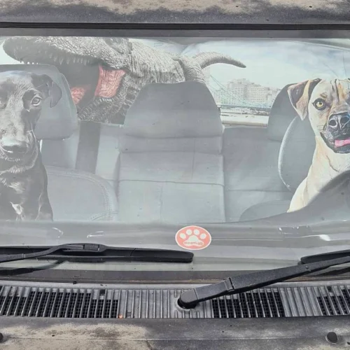 Custom Pet Car Sun Shade with funny Background photo review